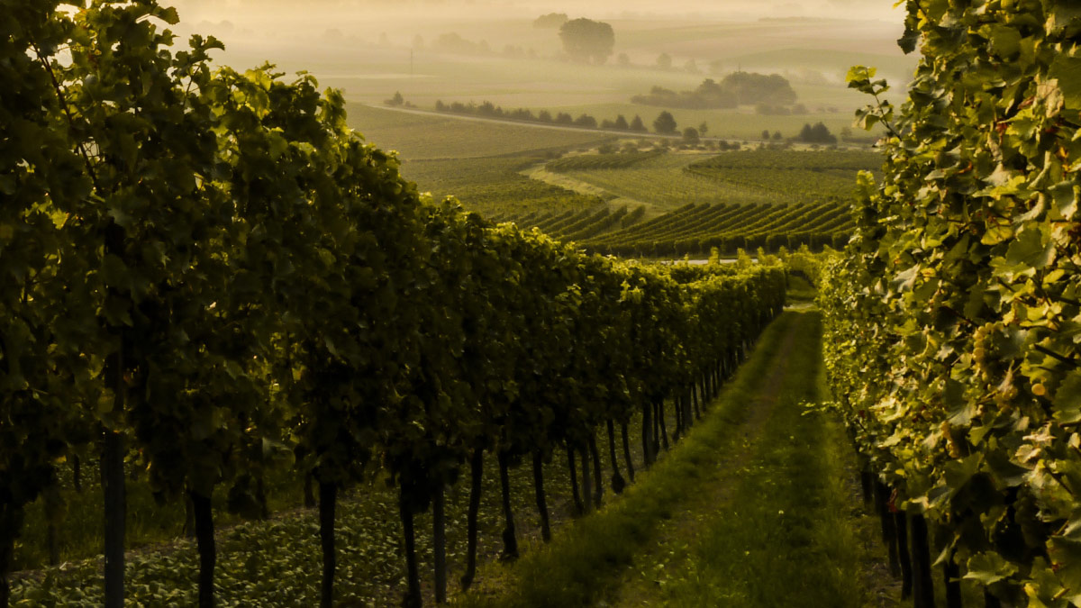 Explore our Burgundy Direct Imports!