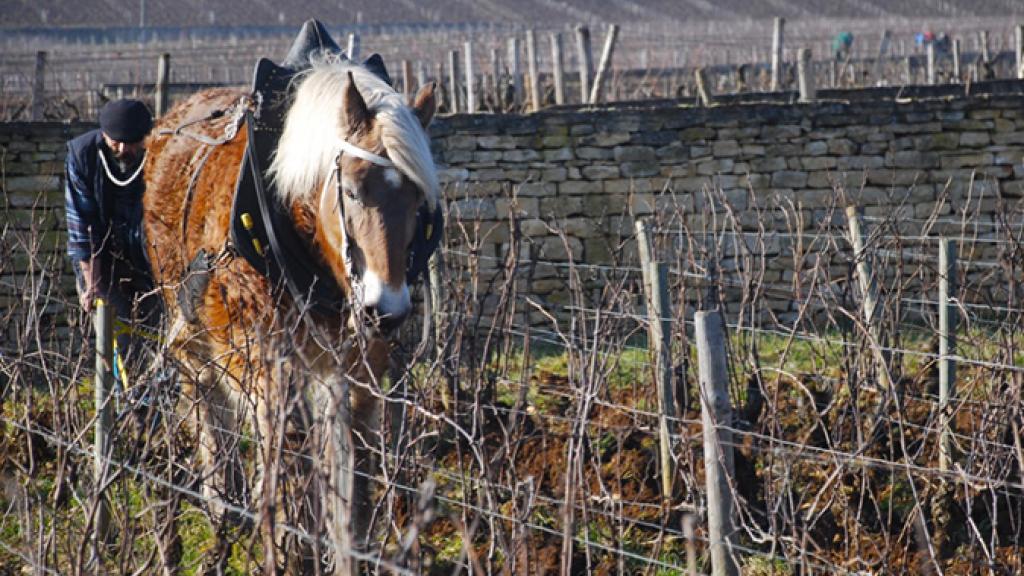 Domaine Dominique Gallois