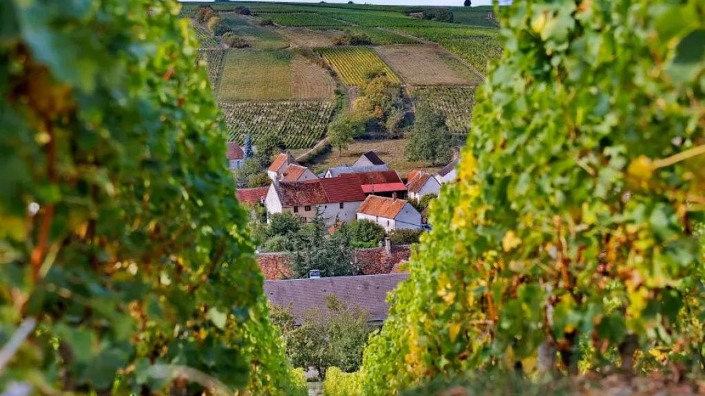 Domaine Regis Jouan Loire