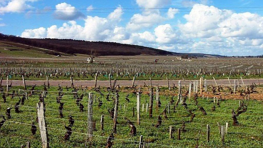 Domaine Stephane Magnien